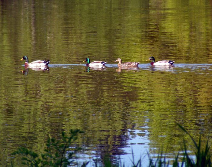 canard-sur-lac-secondigny
