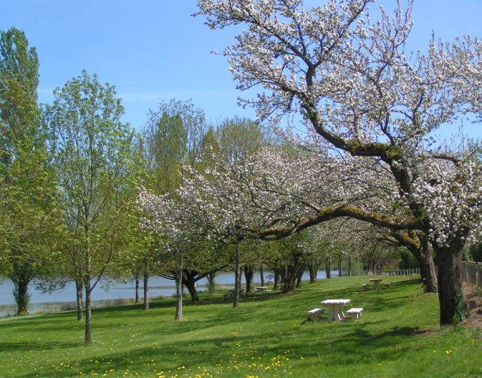 verdure-arbre-fleuri